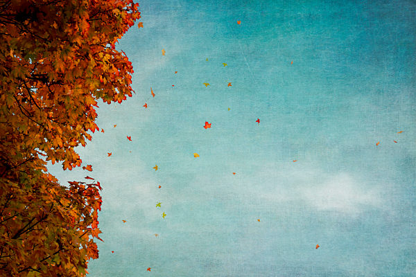 Maple tree in autumn