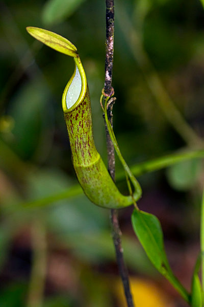 Carnivore Plant