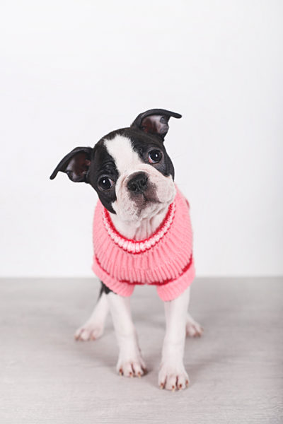 Portrait of Boston terrier puppy wearing pink pullover