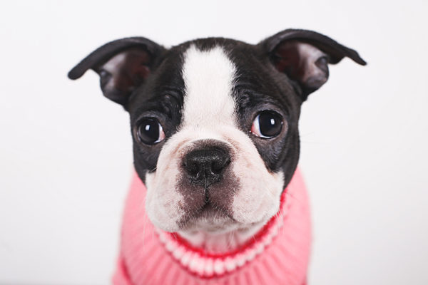 Portrait of Boston terrier puppy wearing pink pullover