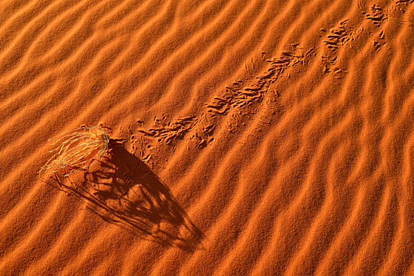 Algeria, Tassili n'Ajjer National Park, Sahara desert, sand ripples, dried grass on a sand dune