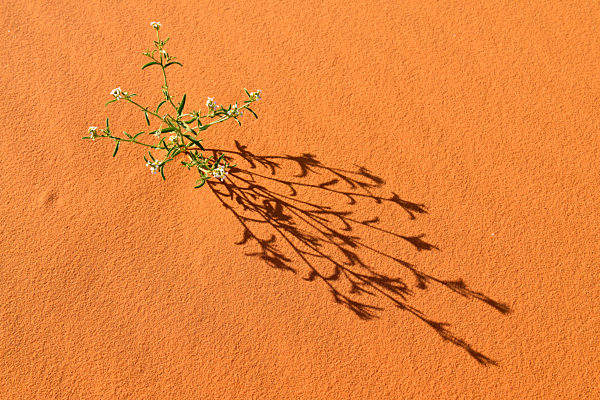 Algeria, Tassili n'Ajjer National Park, Sahara desert, flowering plant on sand dune