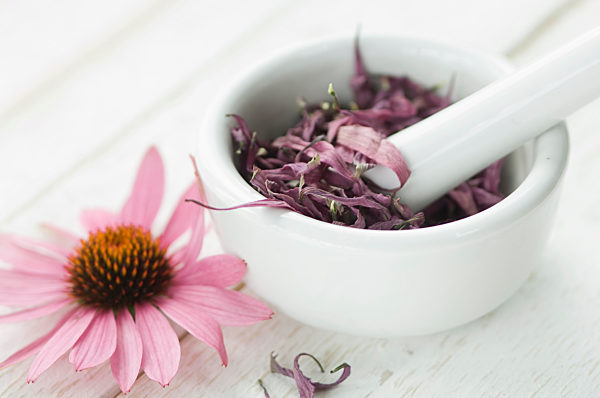 Dried petals of purple coneflower in mortar