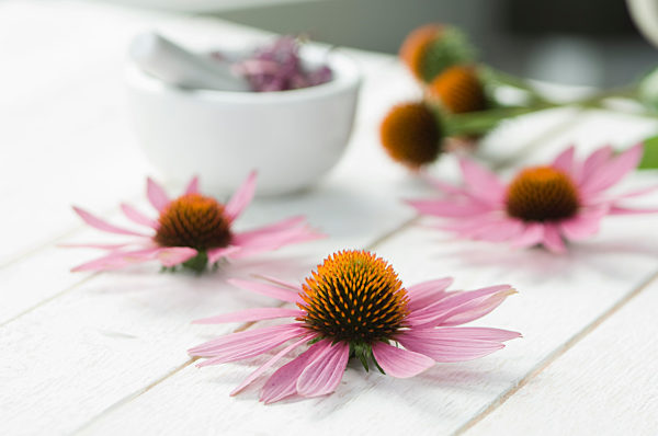 Flower head of purple coneflower on white wood