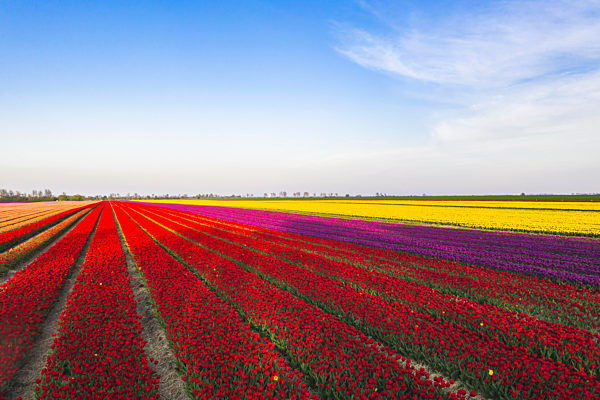Germany, Saxony-Anhalt, aerial view of tulip fields
