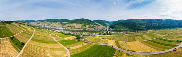 Germany, Rhineland-Palatinate, Zell an der Mosel, vine yards