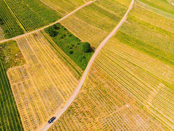 Germany, Cochem-Zell , vine yards, dirt road and car