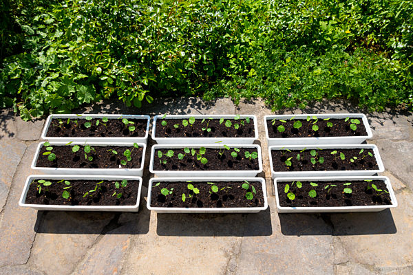 Organic gardening, nasturtium in flower boxes, roses and lady's mantle in bed