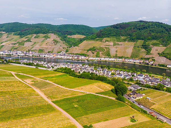 Germany, Rhineland-Palatinate, Zell an der Mosel, vine yards