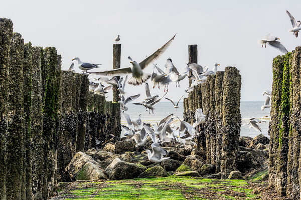 Flying seagulls between breakwater