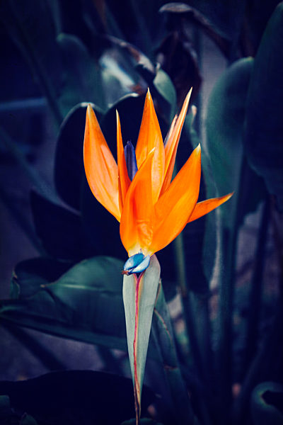 Crane flower, Strelitziaceae, close-up