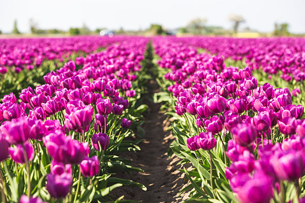 Germany, pink tulip field