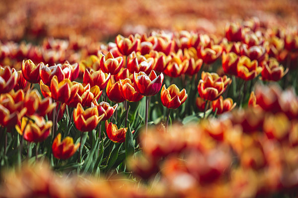 Germany, tulip field