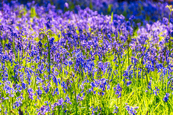 Bluebells flowering on meadow