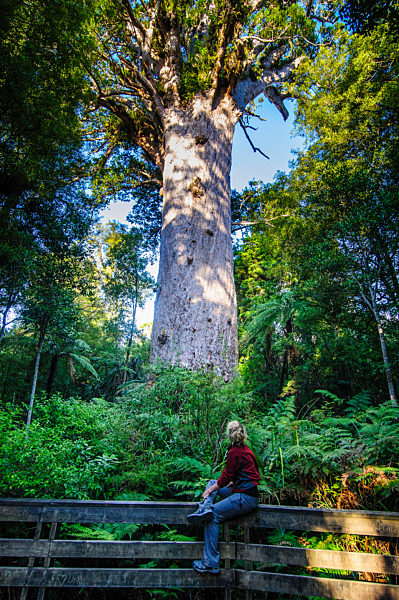 Woman looking at Te Matua Ngahere, a giant kauri tree, Waipoua Forest, Westcoast Northland, North Island, New Zealand