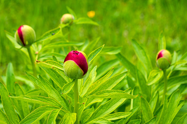 Blossom bud of red peony