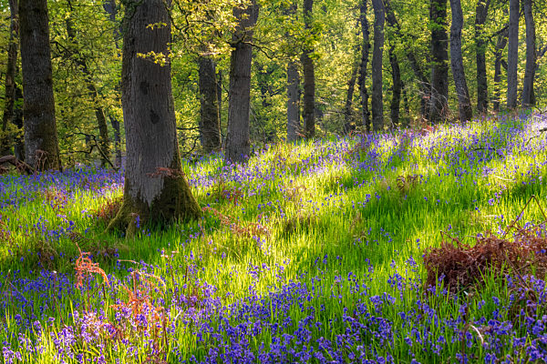 Bluebells in forest, Perth, Scotland
