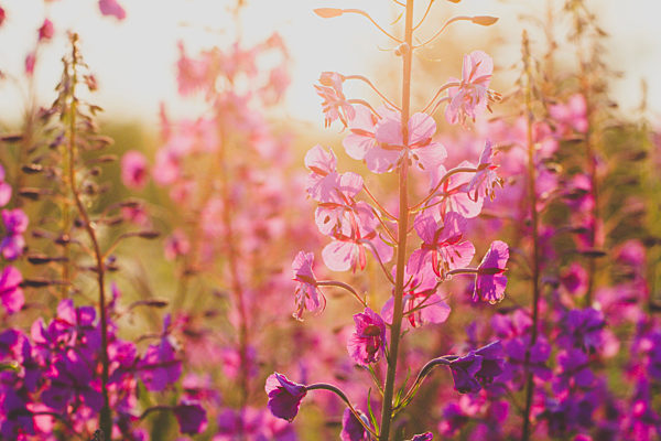 Fireweed