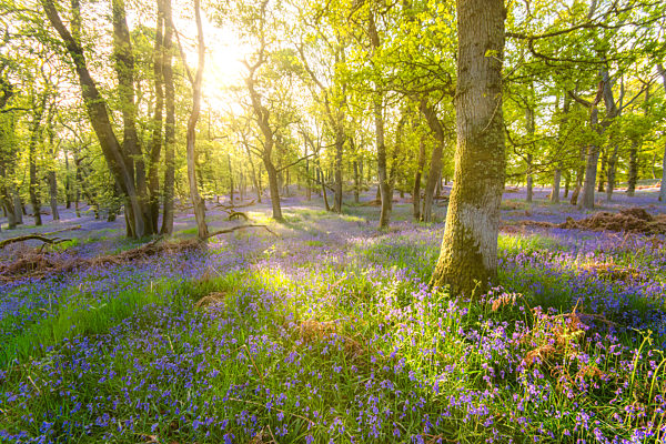 Bluebells in forest, Perth, Scotland
