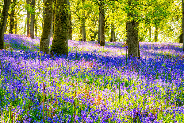 Bluebells in forest, Perth, Scotland