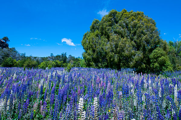 Blooming wild flowers, Los Alerces National Park, Chubut, Argentina, South America