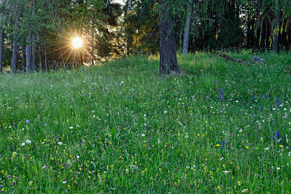 Italy, Dolomites, Cortina d_Ampezzo, wild flower meadow at forest edge by sunset