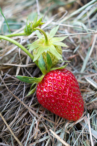 Germany, ripe red strawberry, mulched