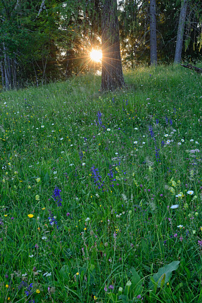 Italy, Dolomites, Cortina d_Ampezzo, wild flower meadow at forest edge by sunset