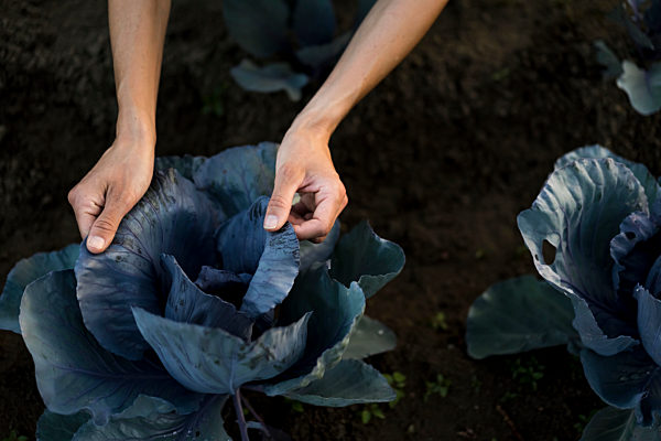 Woman hands on leaves of red cabbage