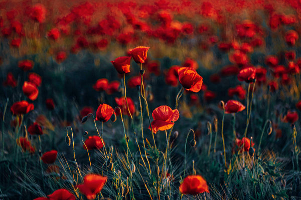 Full frame shot of fresh poppy flowers on field during sunset