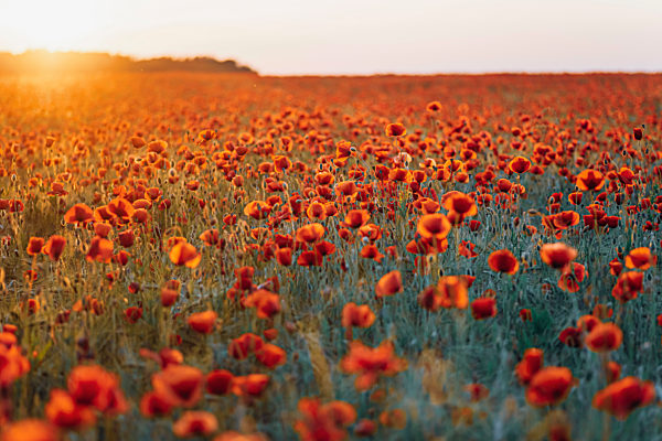 Scenic view of fresh poppy flowers blooming on field against sky during sunset