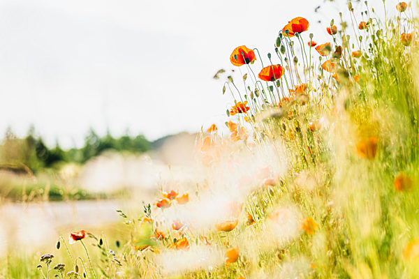 Fresh poppy flowers blooming on field against sky during sunny day