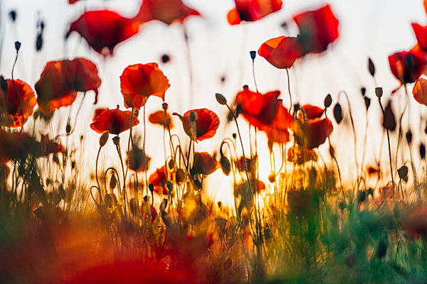 Close-up of fresh poppy flowers blooming against sky during sunset