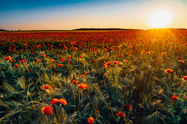 Idyllic view of fresh poppy flowers blooming on field against sky during sunset