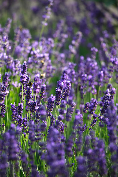 Close-up of fresh lavender flowers blooming outdoors