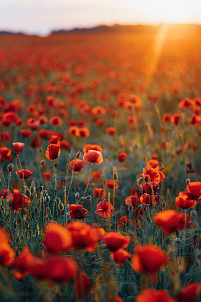 Fresh poppy flowers blooming on field against sky during sunset