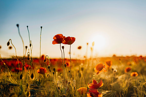 Close-up of fresh poppy flowers blooming on field against sky during sunset