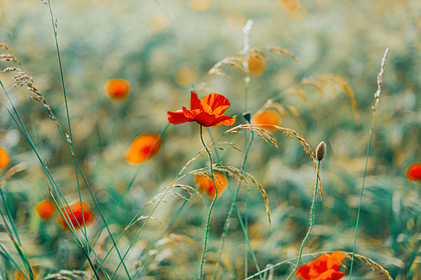Close-up of fresh poppy flowers on field
