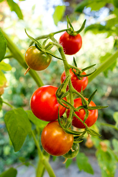 Organic tomatoes in garden