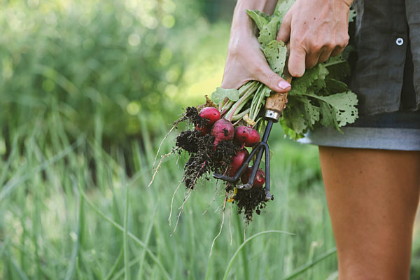 Close-up of woman harvesting red radish