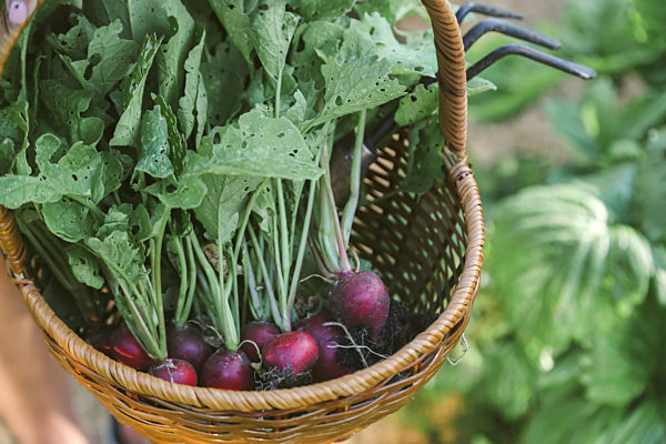 Harvested red radish in a basket