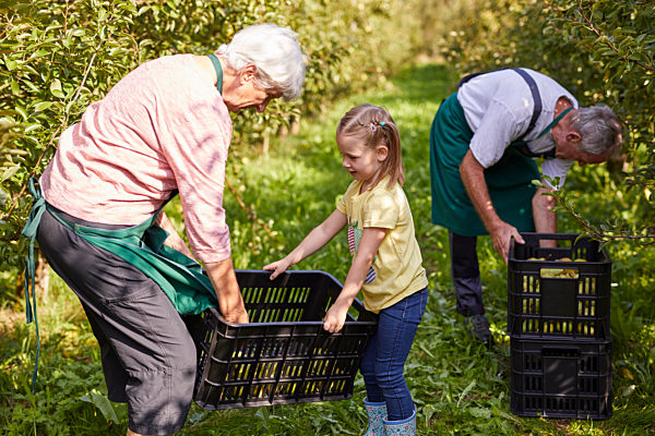 Girl harvesting organic williams pears, helping farmers