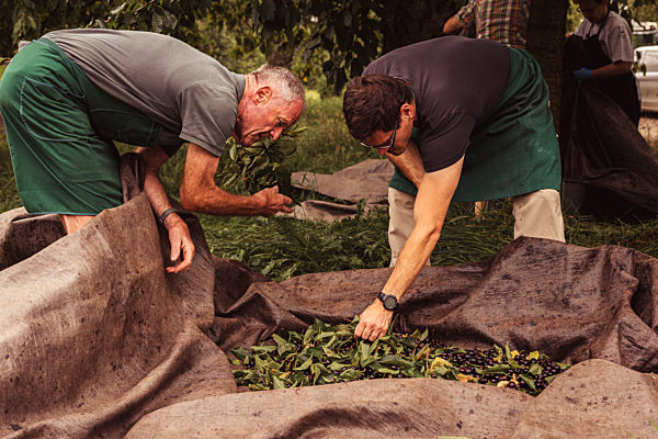 Two men during cherry harvest in orchard, sorting harvested cherries