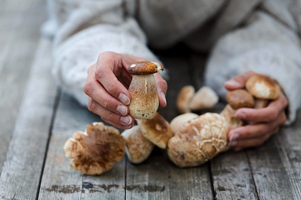 Close-up of woman holding fresh porcinis