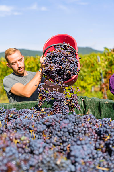 Man pouring red grapes on trailer in vineyard