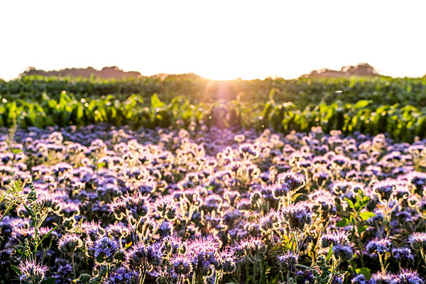 Germany, Schleswig-Holstein, Rettin, Purple flowers growing in field at sunset