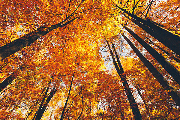 USA, Tennessee, Canopies of yellow forest trees in autumn