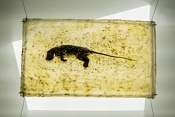 Germany, Hesse, Messel, Well preserved fossil of Messel Pit