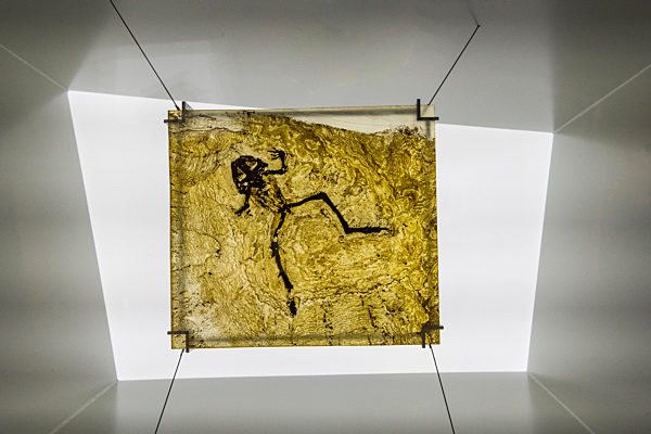 Germany, Hesse, Messel, Well preserved fossil of Messel Pit