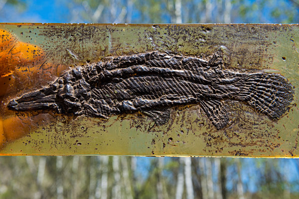 Germany, Hesse, Messel, Well preserved fossil of Messel Pit